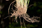 Slender woodland sedge